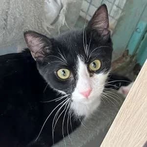 Chococat en adopción Colmenar, male European Shorthair for adoption at FAPAM, Malaga