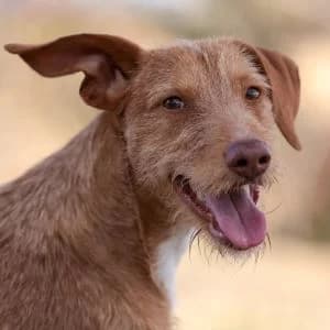 Tobogán en adopción Colmenar, male Mixed Breed for adoption at FAPAM, Malaga