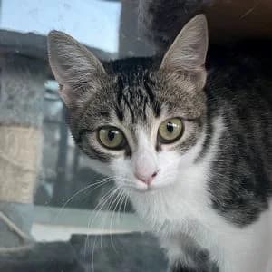 Nerisa en adopción Colmenar, female European Shorthair for adoption at FAPAM, Malaga
