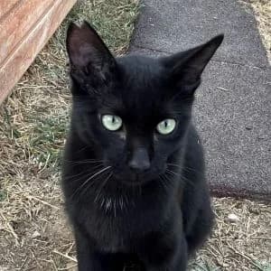Tobal en adopción Colmenar, male European Shorthair for adoption at FAPAM, Malaga