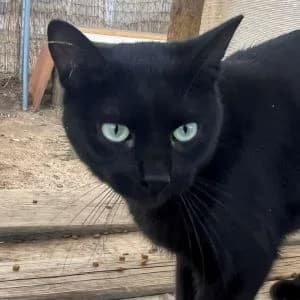 Broncano en adopción Colmenar, male European Shorthair for adoption at FAPAM, Malaga
