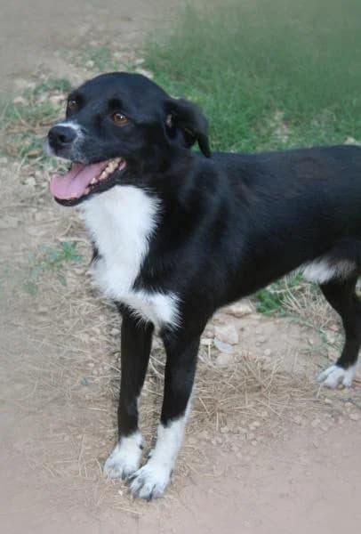 Negri, male Mixed Breed for adoption at Fauna y Flora SOS, Valencia