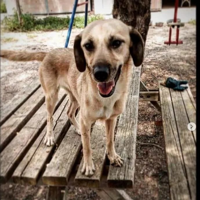 Peque, female 3yo Mixed Breed for adoption at Fauna y Flora SOS, Valencia