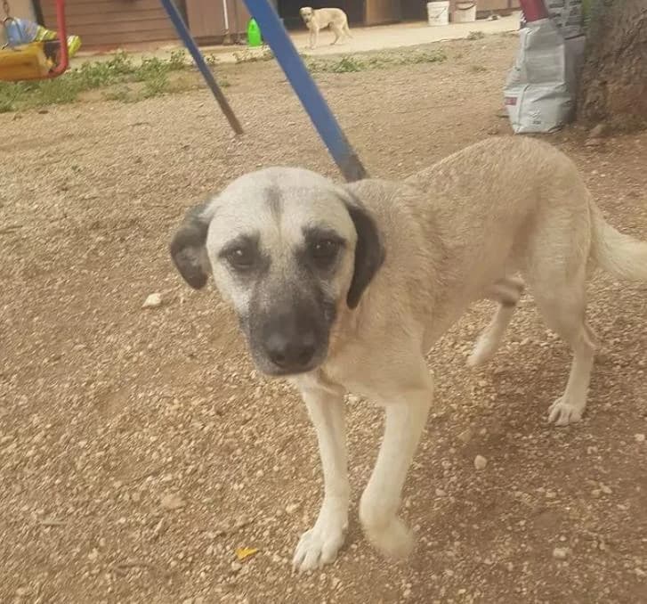 Pequeña, female 3yo Mixed Breed for adoption at Fauna y Flora SOS, Valencia