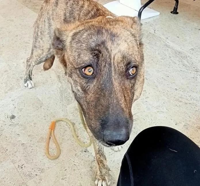 Xena, female puppy Mixed Breed for adoption at Fauna y Flora SOS, Valencia