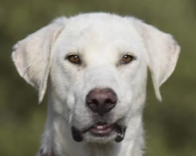 Pincha para acceder al album, male mixed breed for adoption at Felicán - Sociedad Protectora de Animales