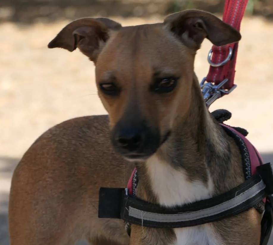 Chispa, female 4yo mixed breed for adoption at Felicán - Sociedad Protectora de Animales