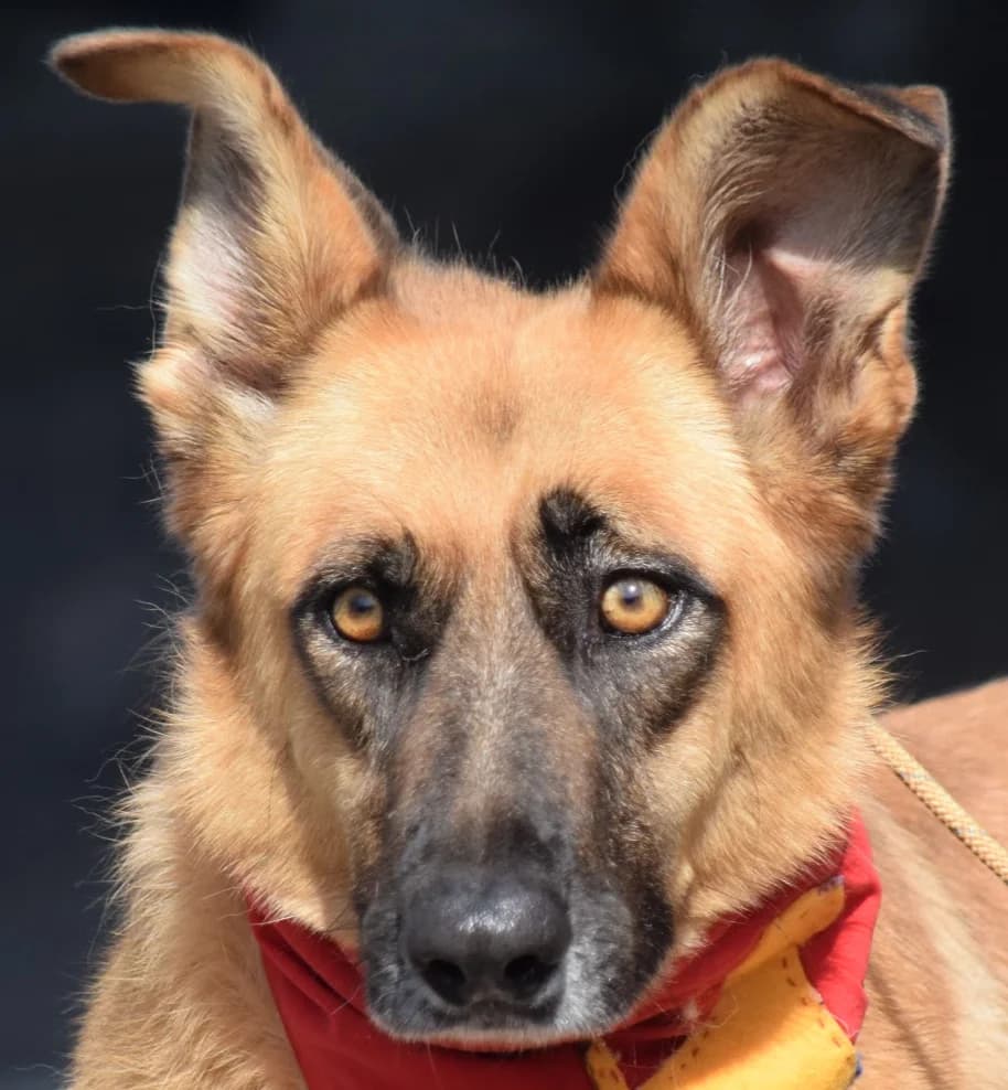 Pincha para acceder al álbum, female mixed breed for adoption at Felicán - Sociedad Protectora de Animales