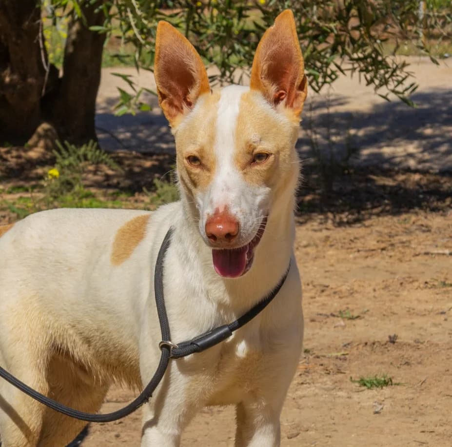 Pincha para acceder al albúm, male mixed breed for adoption at Felicán - Sociedad Protectora de Animales