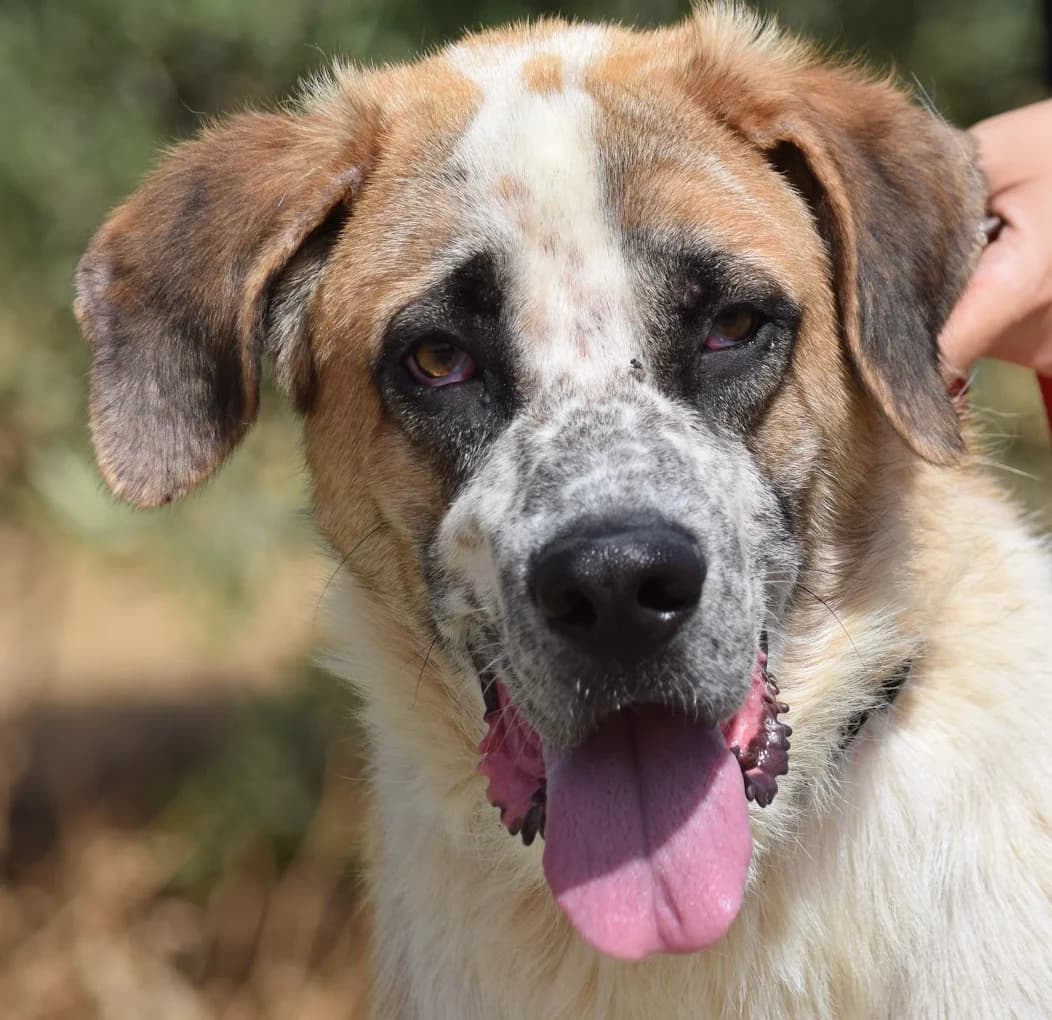Pincha para acceder al album, male mixed breed for adoption at Felicán - Sociedad Protectora de Animales