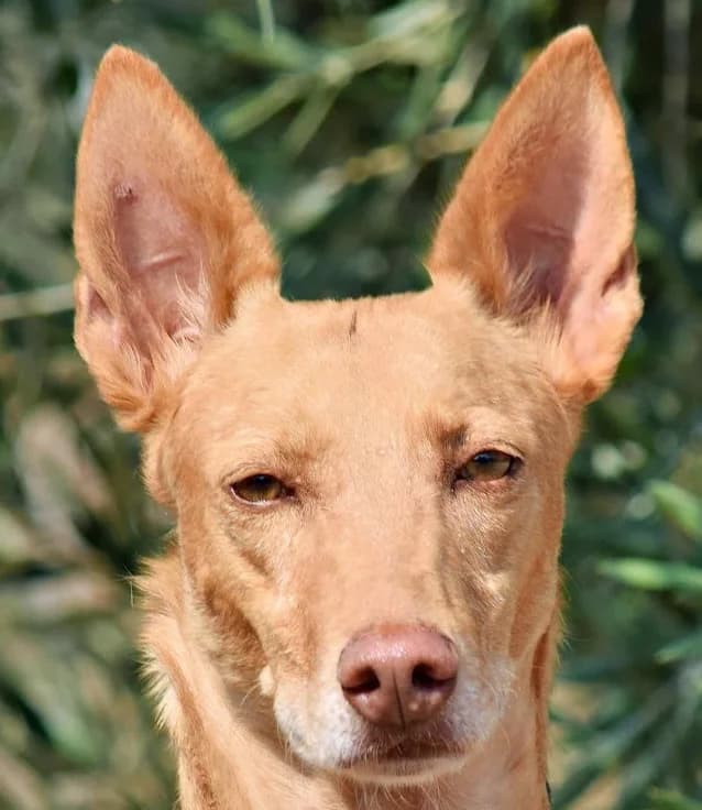 Pincha para acceder al album, male mixed breed for adoption at Felicán - Sociedad Protectora de Animales