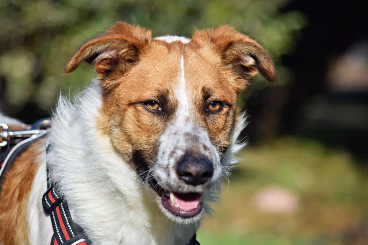 Pincha para ver el albúm, male mixed breed for adoption at Felicán - Sociedad Protectora de Animales