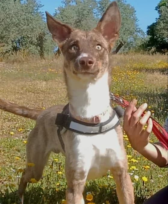 Pincha para acceder al album, male mixed breed for adoption at Felicán - Sociedad Protectora de Animales