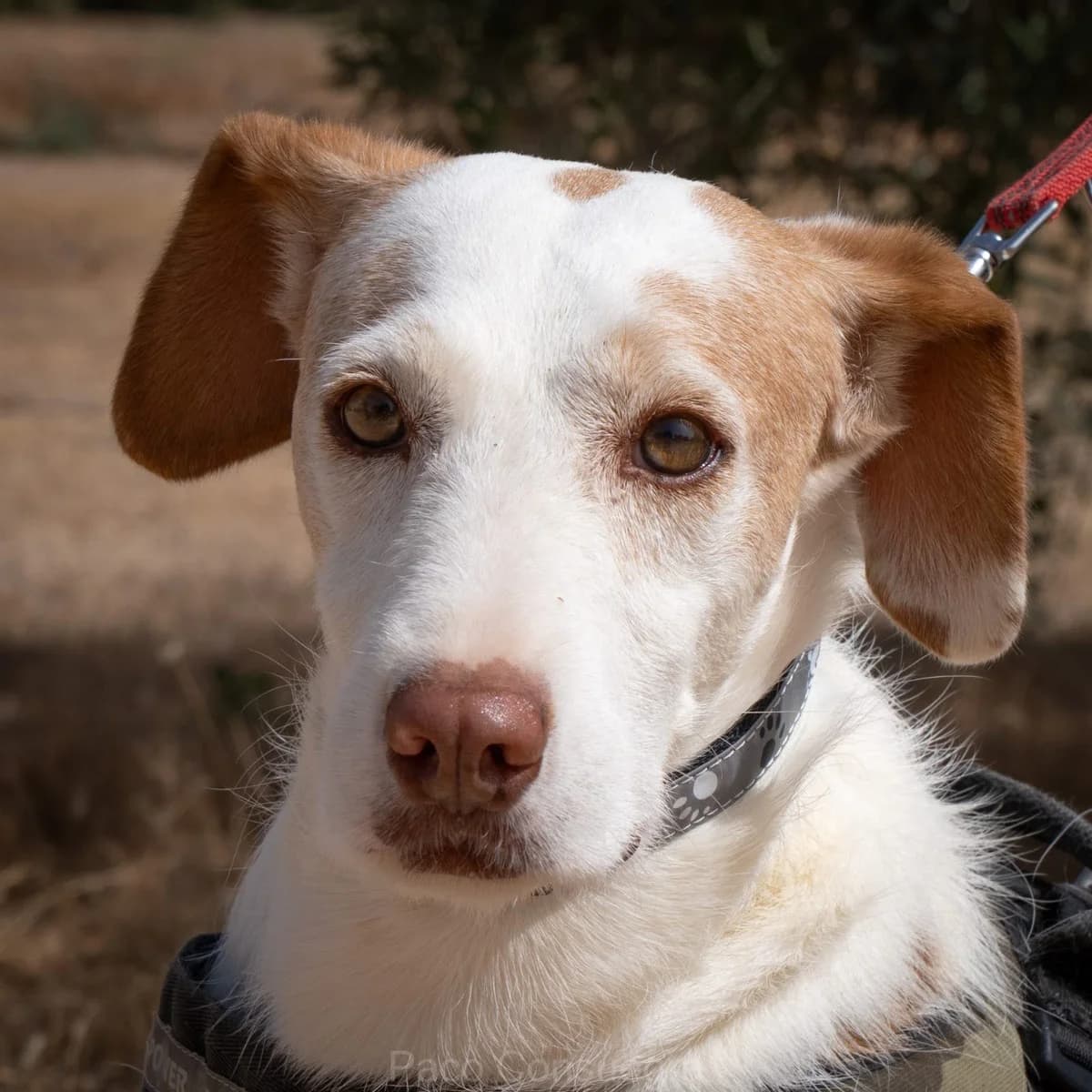 Pincha para ver el albúm, male mixed breed for adoption at Felicán - Sociedad Protectora de Animales