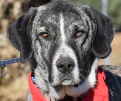 Leela, female senior Mixed Breed for adoption at Felicán - Sociedad Protectora de Animales