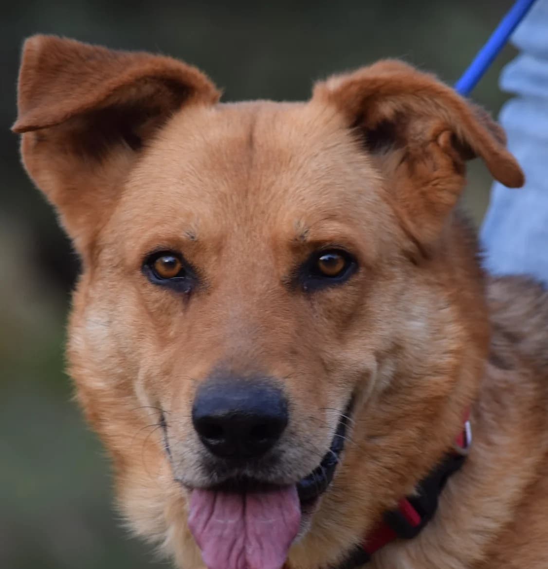 Pincha para acceder al album, male mixed breed for adoption at Felicán - Sociedad Protectora de Animales