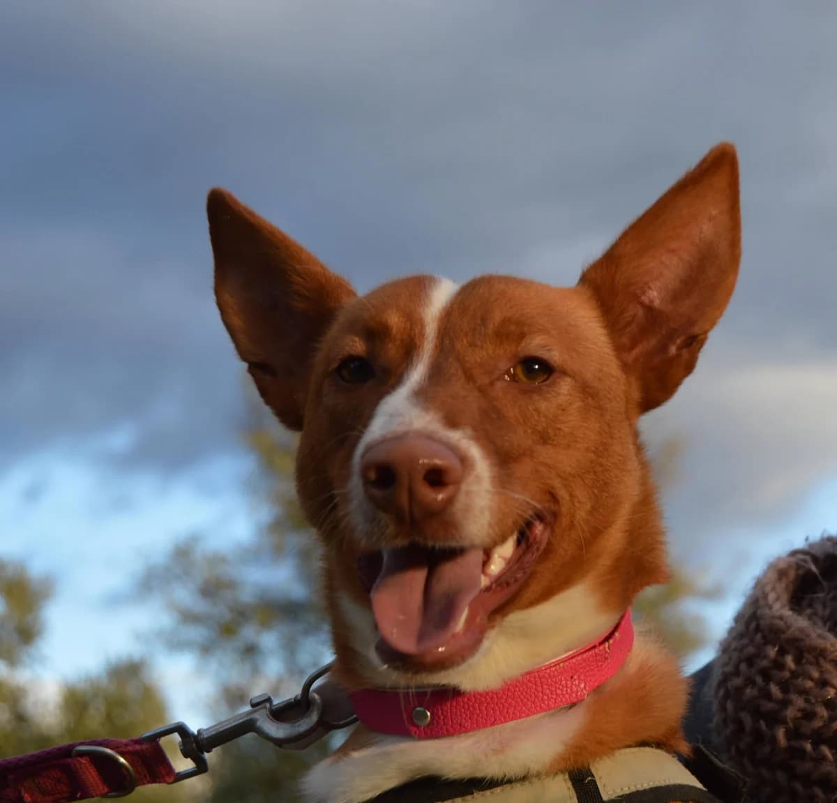 Nube, female 3yo mixed breed for adoption at Felicán - Sociedad Protectora de Animales