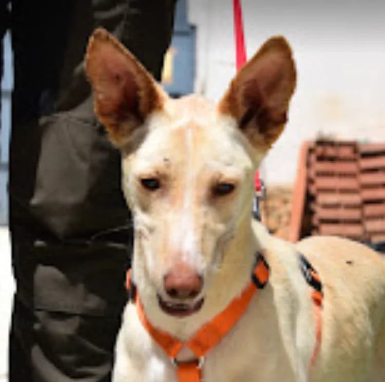 Pincha para acceder al album, male mixed breed for adoption at Felicán - Sociedad Protectora de Animales