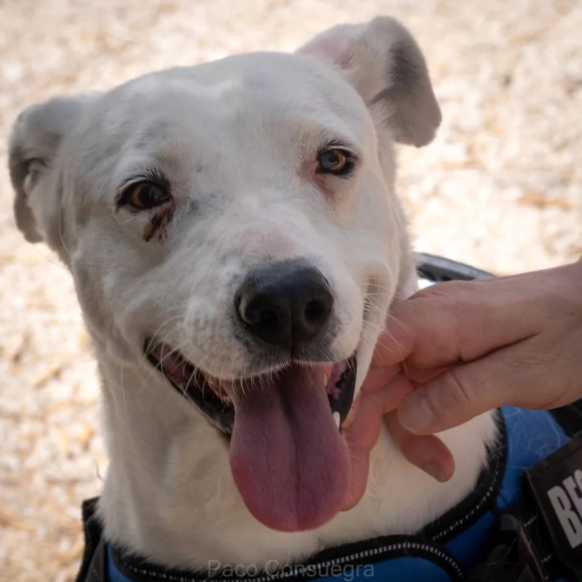 Bella, female senior mixed breed for adoption at Felicán - Sociedad Protectora de Animales