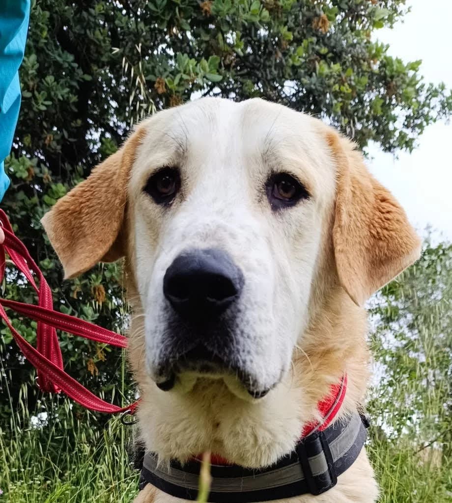 Pincha para acceder al album, male mixed breed for adoption at Felicán - Sociedad Protectora de Animales