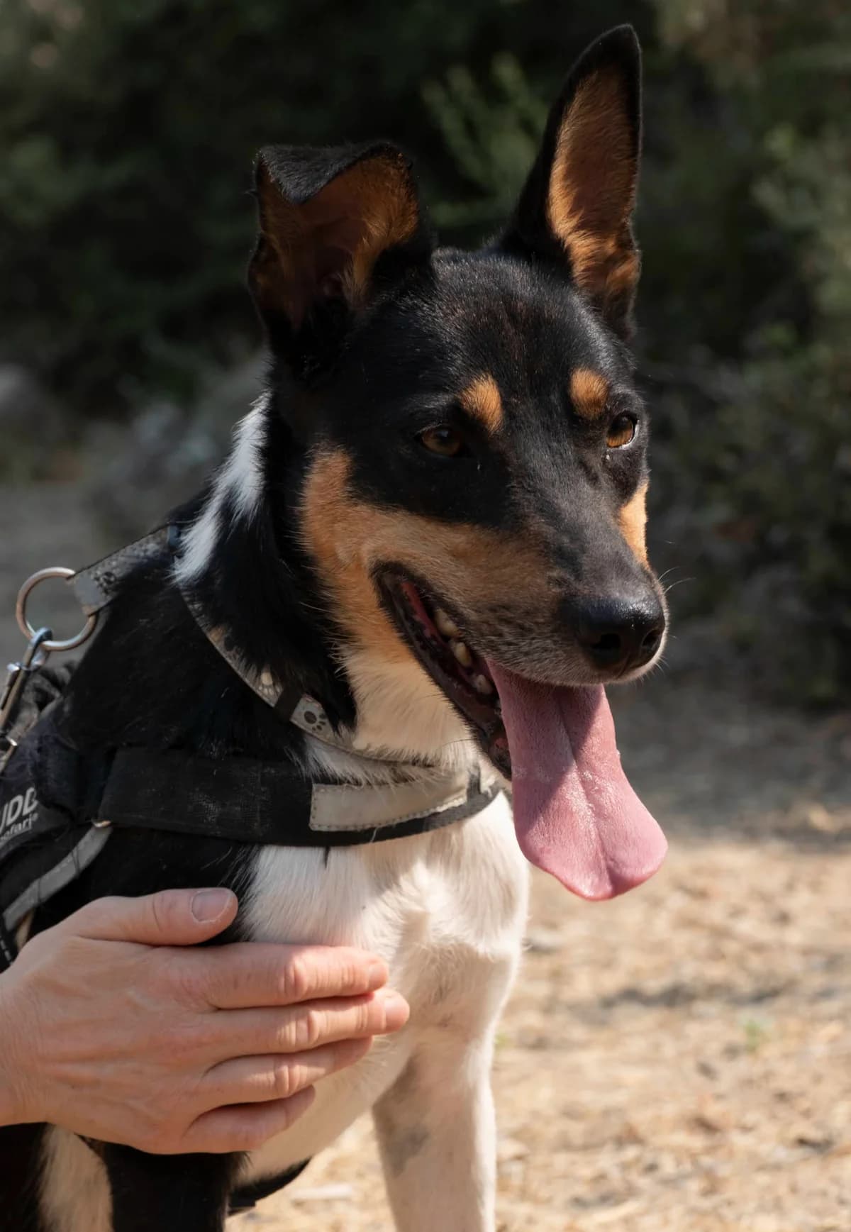 Pincha para ver el albúm, male mixed breed for adoption at Felicán - Sociedad Protectora de Animales