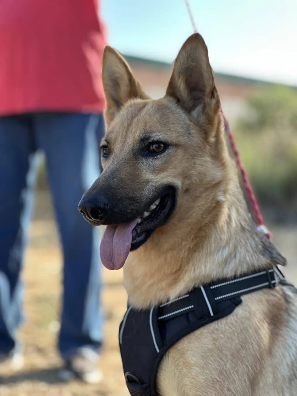 Rubí, female young German Shepherd for adoption at Felicán - Sociedad Protectora de Animales
