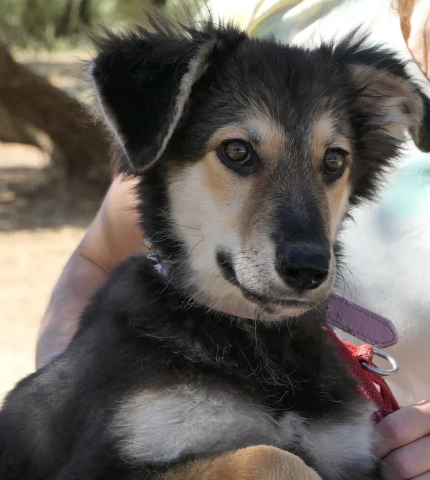 Vera, mixed breed for adoption at Felicán - Sociedad Protectora de Animales