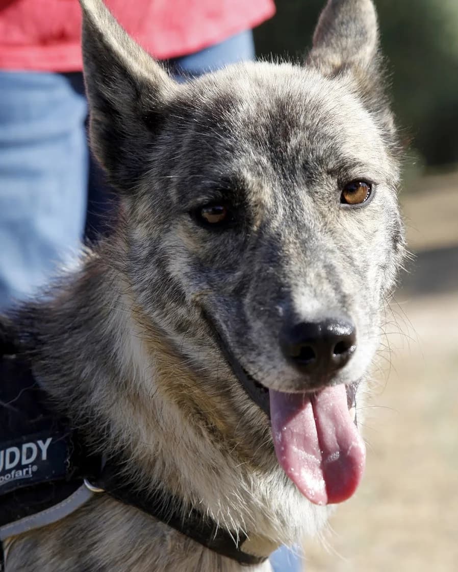 Bruma, female 3yo German Shepherd for adoption at Felicán - Sociedad Protectora de Animales