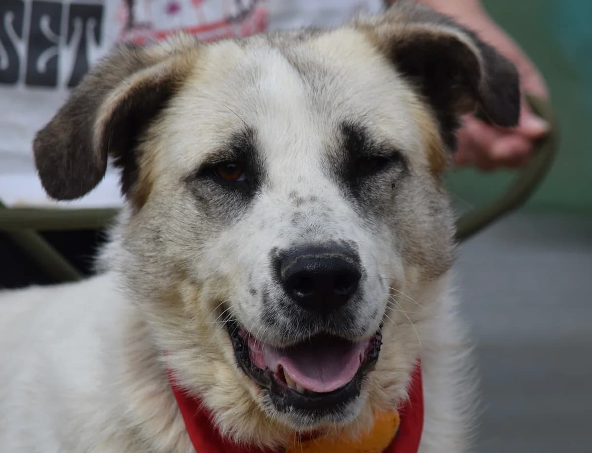 Coca, female 4yo Mixed Breed for adoption at Felicán - Sociedad Protectora de Animales