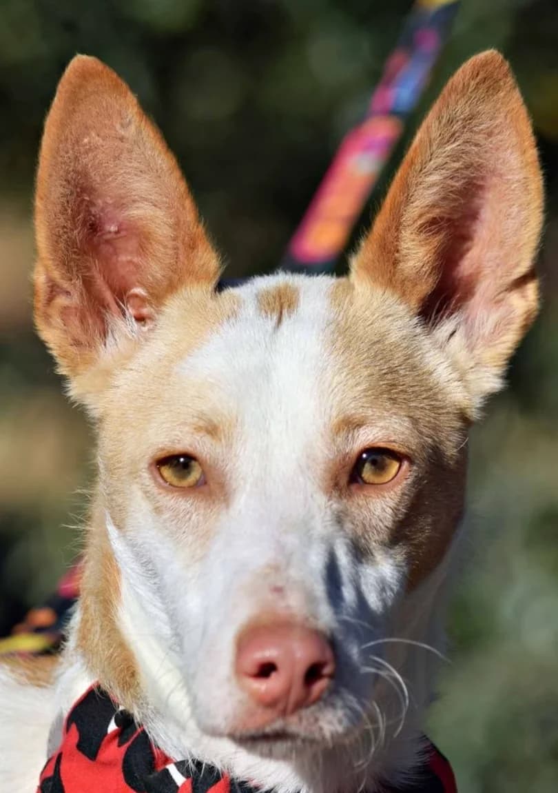 Pincha para acceder al album, male mixed breed for adoption at Felicán - Sociedad Protectora de Animales
