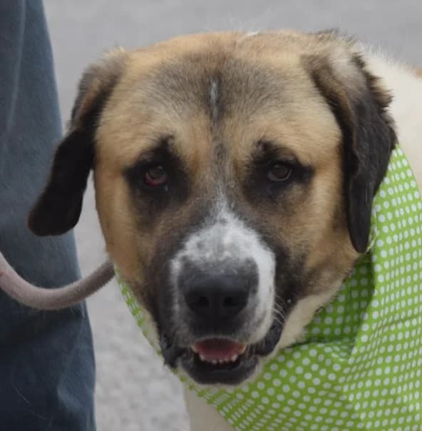 Pincha para acceder al album, male mixed breed for adoption at Felicán - Sociedad Protectora de Animales