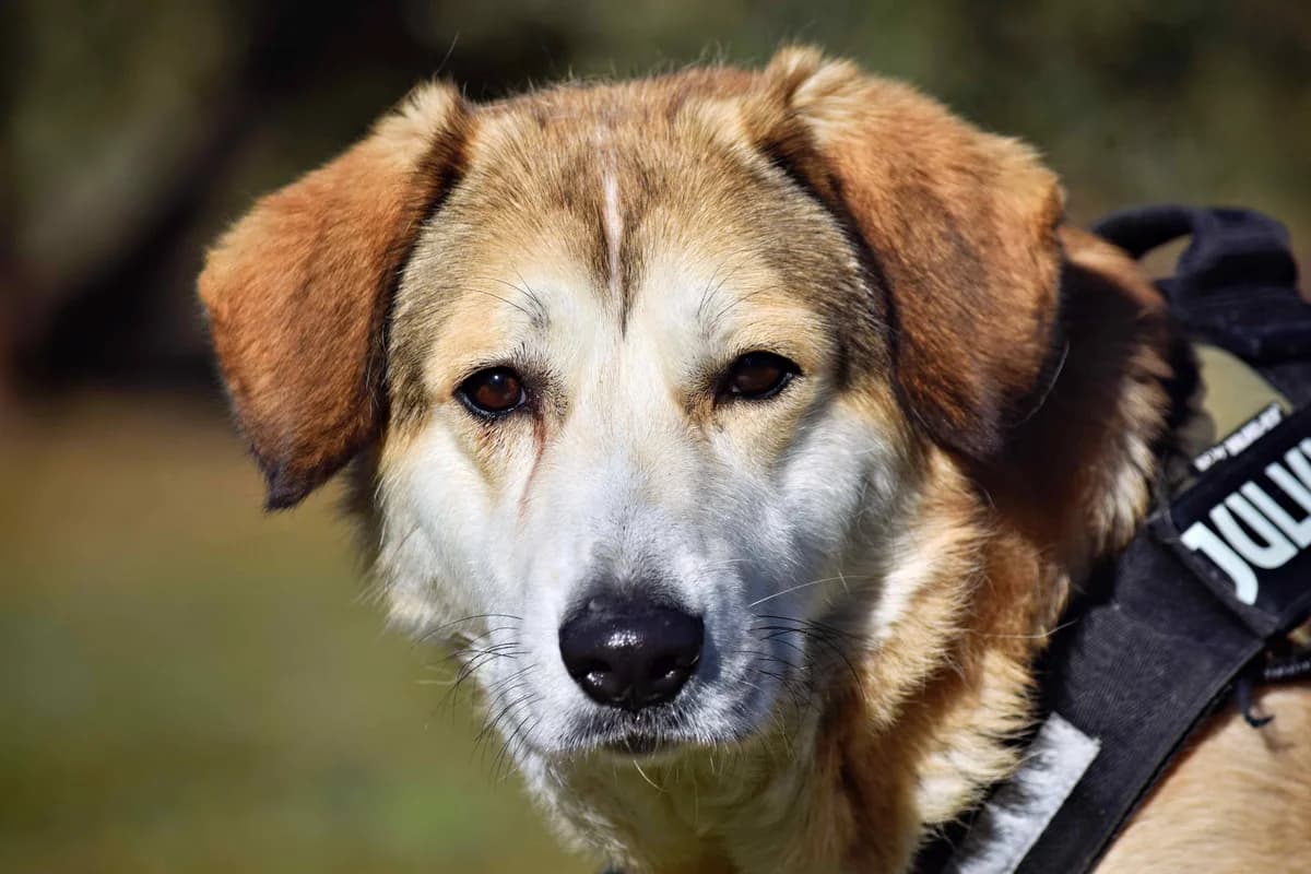 Campanilla, female 3yo Mixed Breed for adoption at Felicán - Sociedad Protectora de Animales