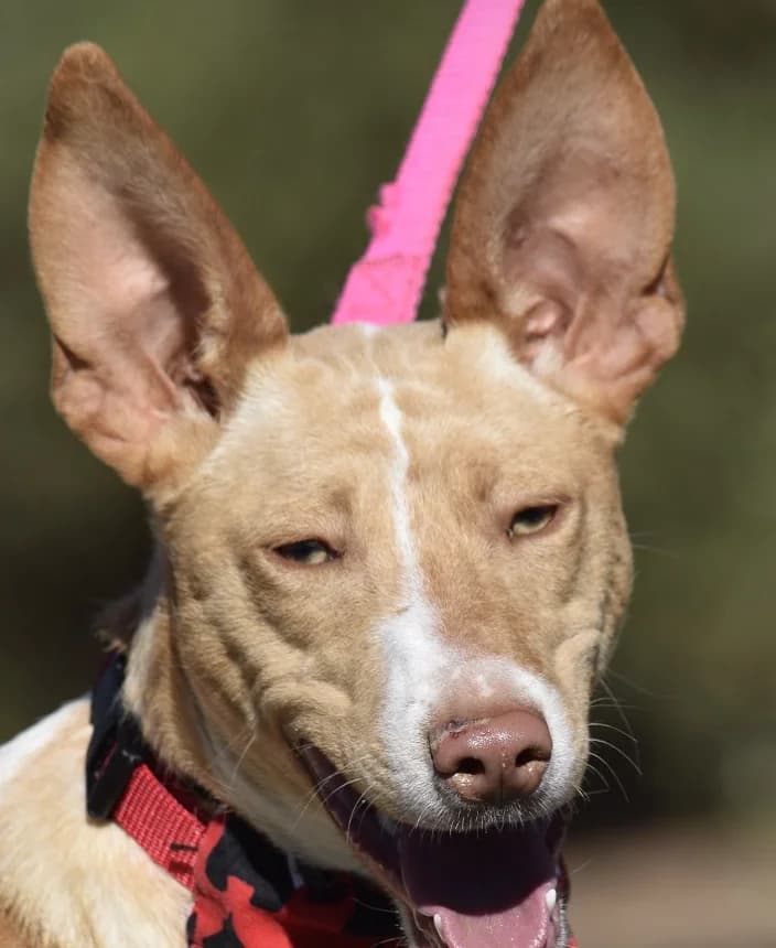 Pincha para acceder al album, male mixed breed for adoption at Felicán - Sociedad Protectora de Animales