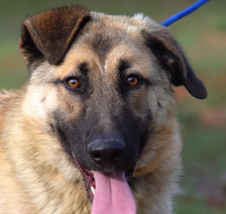 Pincha para acceder al album, male mixed breed for adoption at Felicán - Sociedad Protectora de Animales