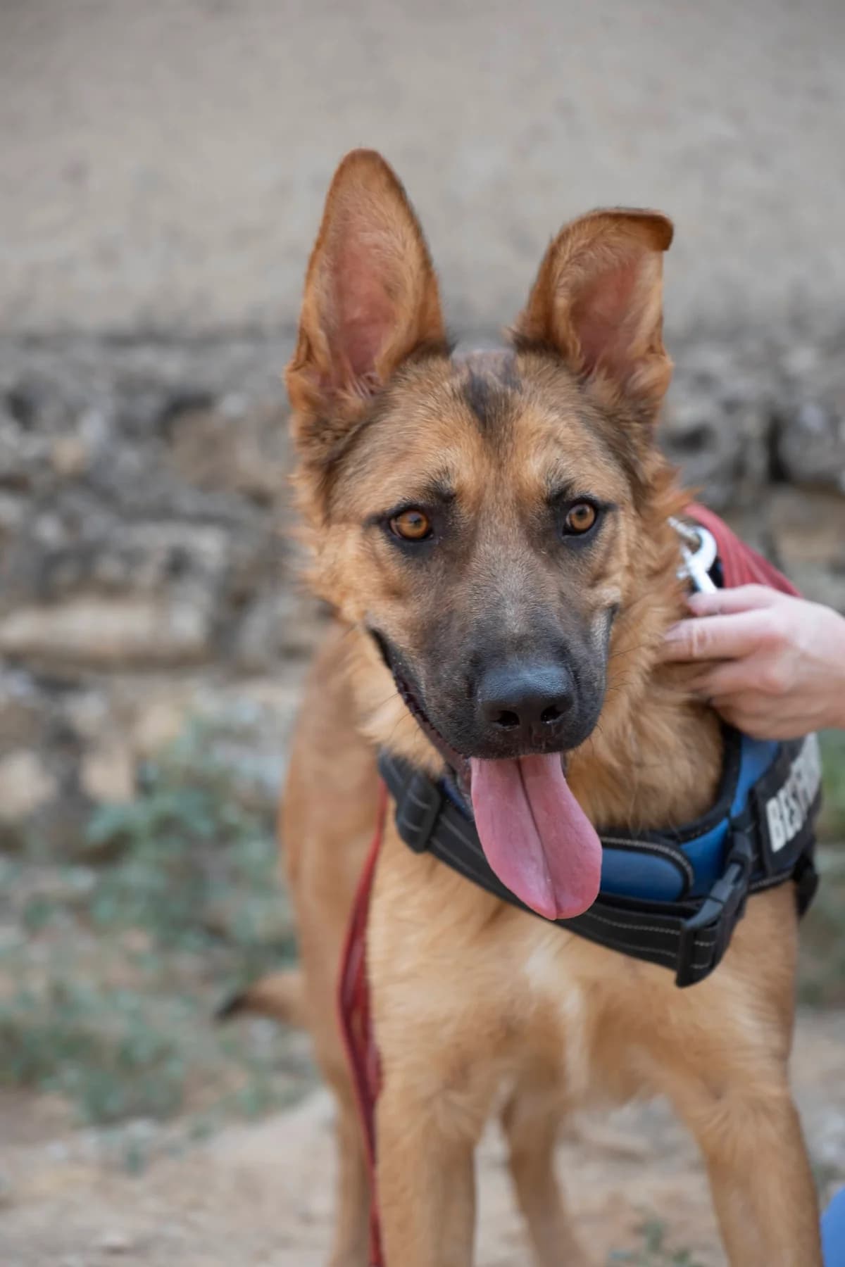 Pincha para ver el albúm, male mixed breed for adoption at Felicán - Sociedad Protectora de Animales