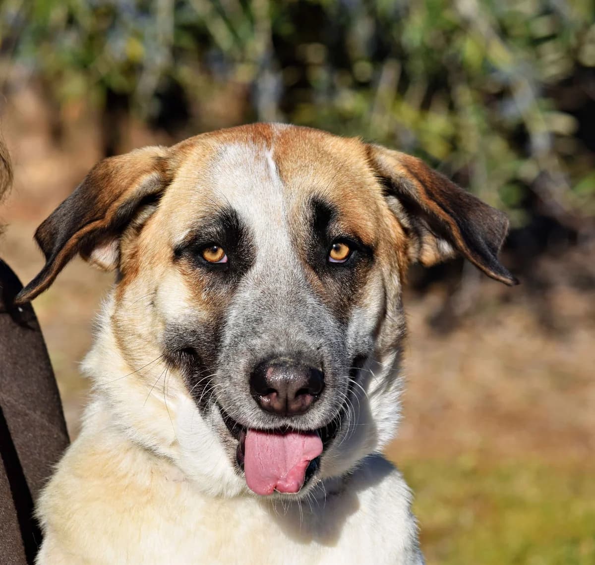 Pastori, female 3yo Mixed Breed for adoption at Felicán - Sociedad Protectora de Animales