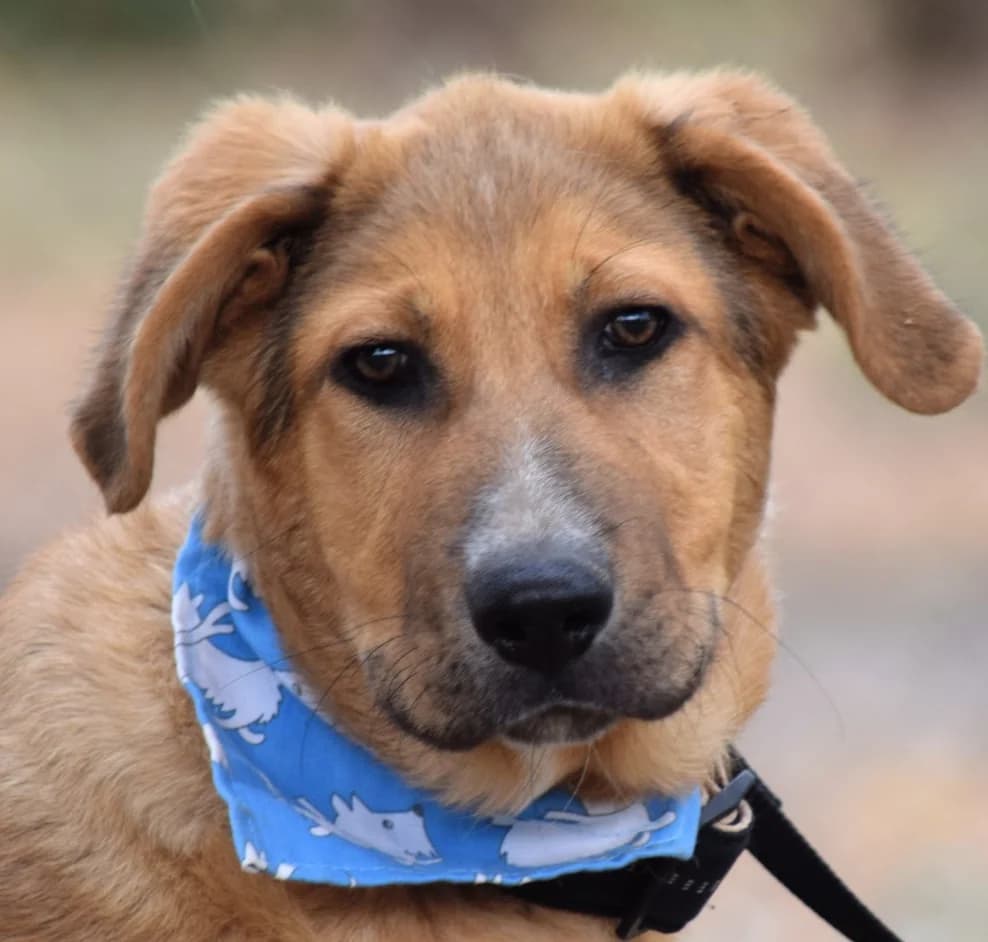 Pincha para acceder al album, male mixed breed for adoption at Felicán - Sociedad Protectora de Animales
