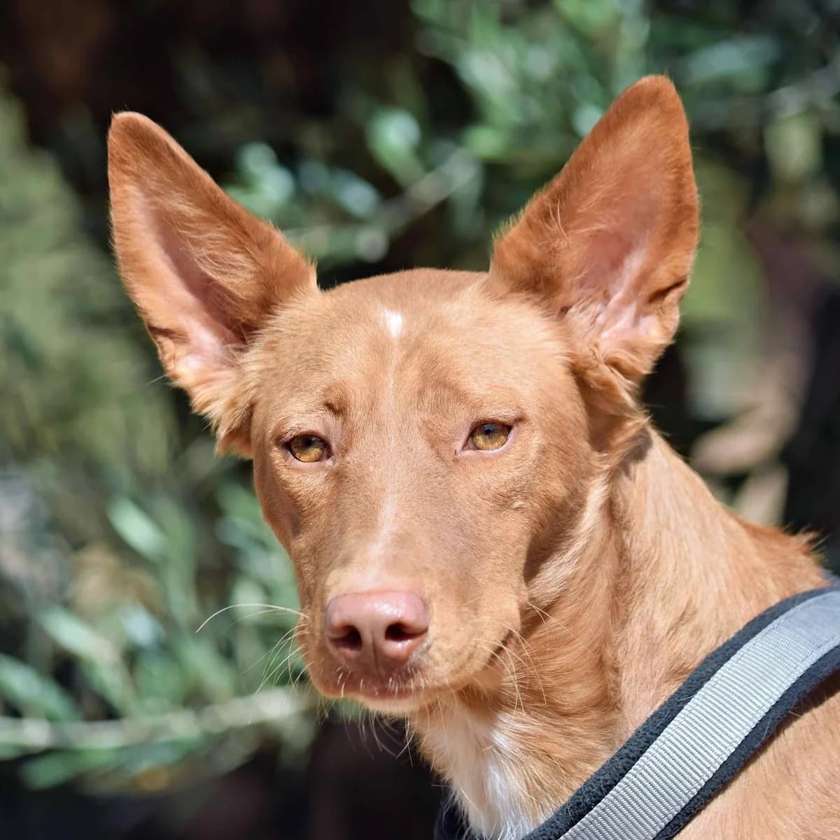 Whisky, female 4yo Podenco for adoption at FelicĂĄn - Sociedad Protectora de Animales