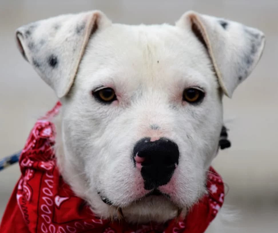 Pincha para acceder al album, male mixed breed for adoption at Felicán - Sociedad Protectora de Animales