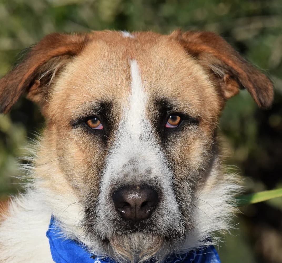Pincha para acceder al album, male mixed breed for adoption at Felicán - Sociedad Protectora de Animales