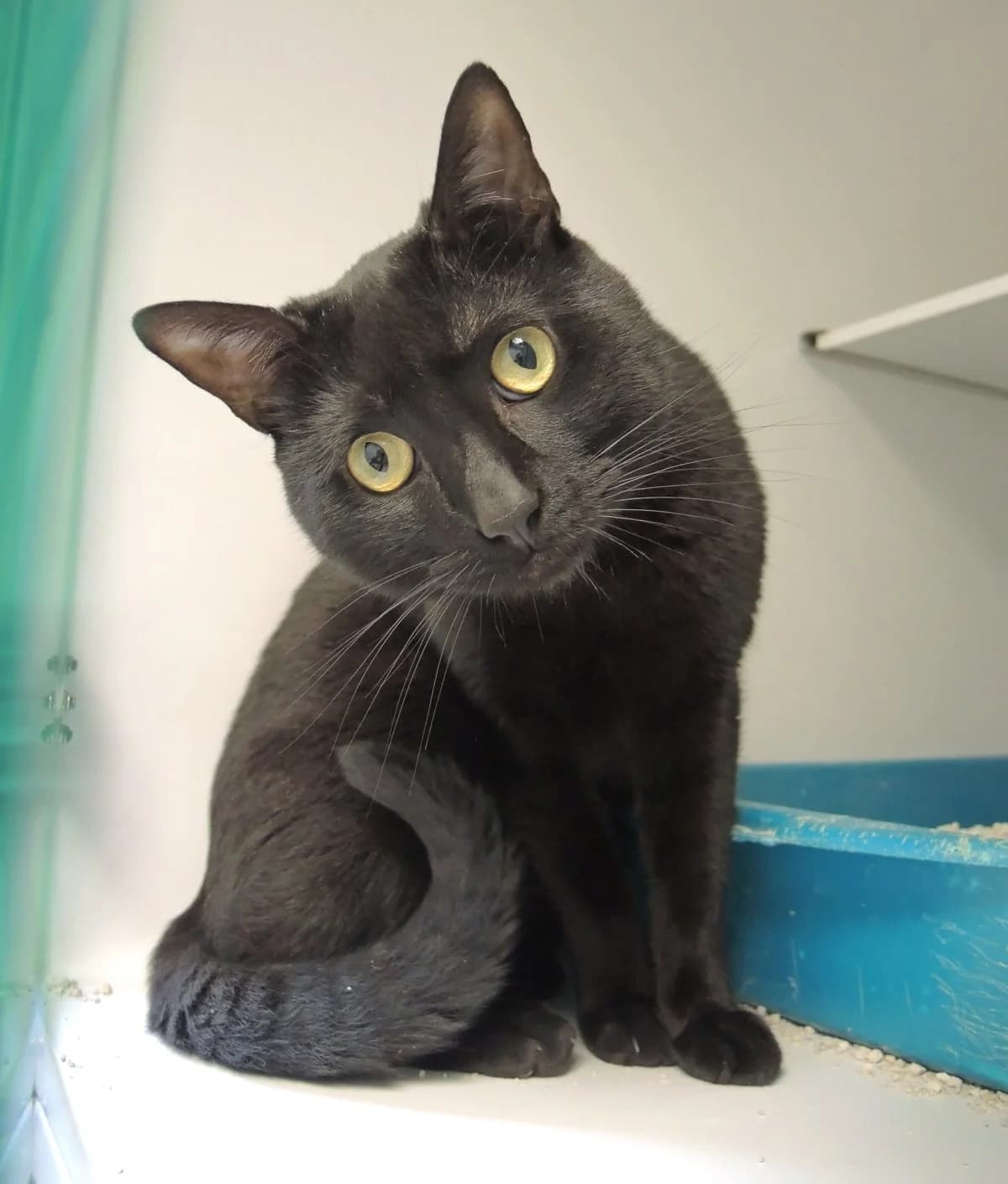 black, Mixed Breed for adoption at Felinos Bilbao