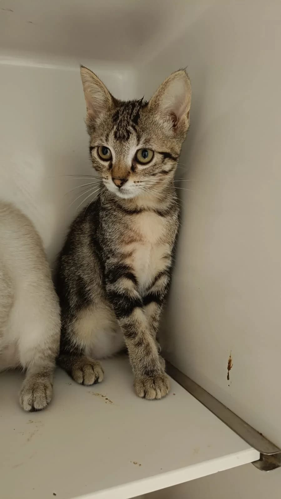 lucy, Mixed Breed for adoption at Felinos Bilbao