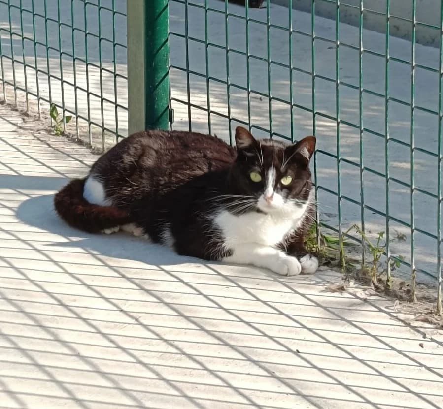 miribilla, Mixed Breed for adoption at Felinos Bilbao