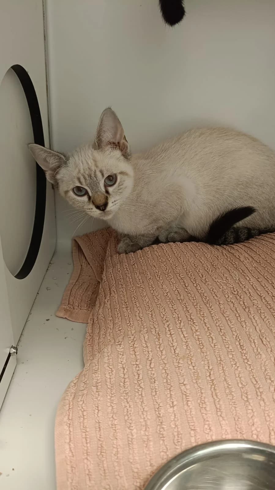 sagarra, Mixed Breed for adoption at Felinos Bilbao
