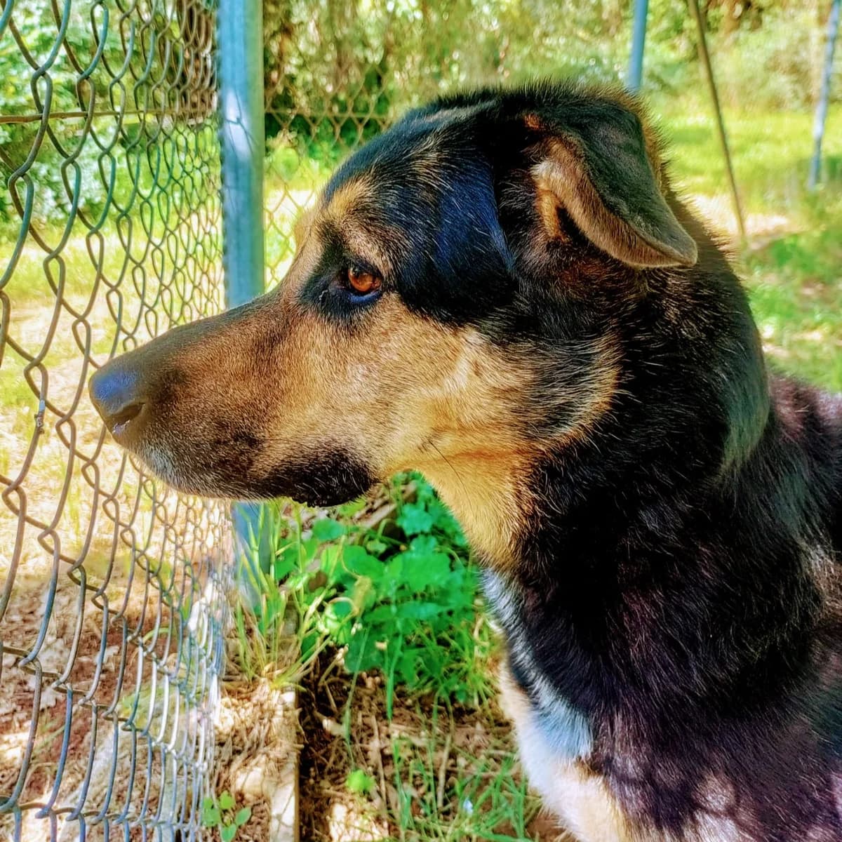 Jack en adopción, senior Mixed Breed for adoption at Fundacion Altarriba, Barcelona