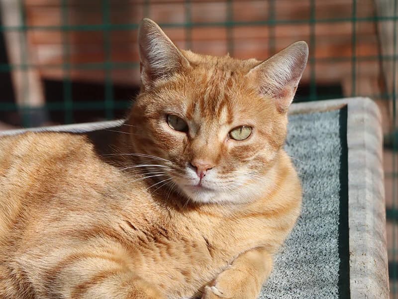Abel, male 4yo European Shorthair for adoption at Fundacion Animal Rescue