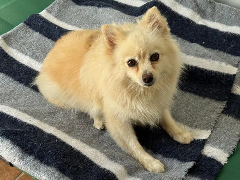 Aitana, female 6yo Pomeranian for adoption at Fundacion Animal Rescue