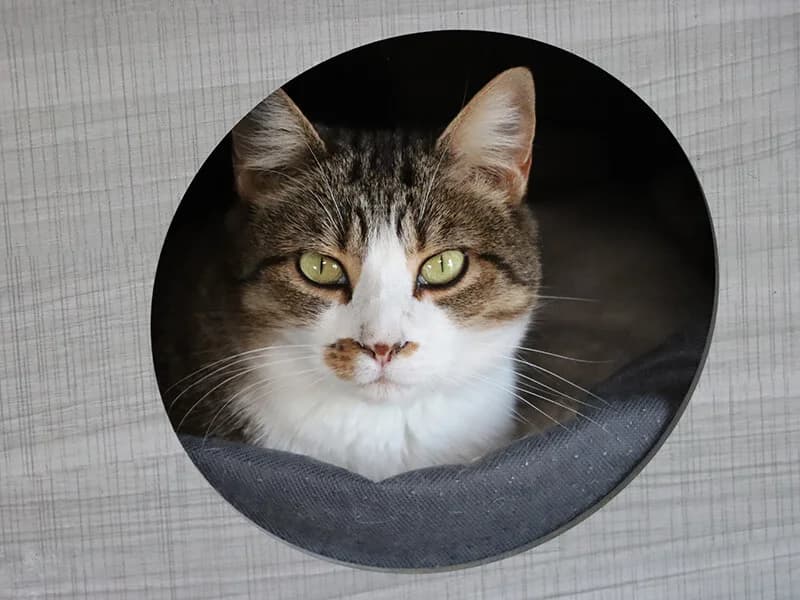 Alaska, female senior European Shorthair for adoption at Fundacion Animal Rescue
