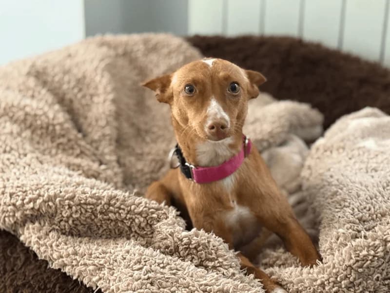 Amaia, female mixed breed for adoption at Fundacion Animal Rescue