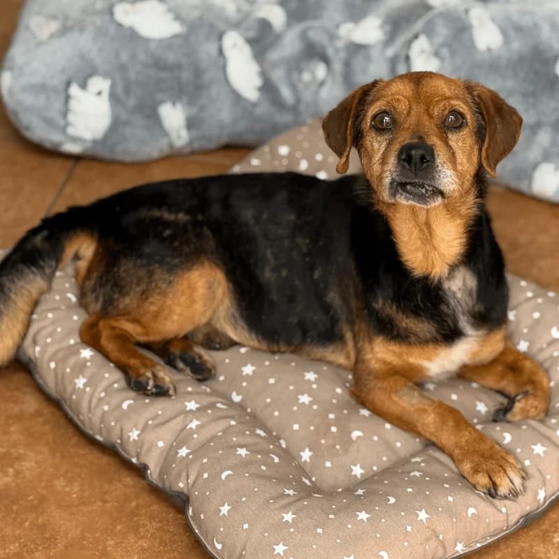 Arturo, male senior Mixed Breed for adoption at Fundacion Animal Rescue